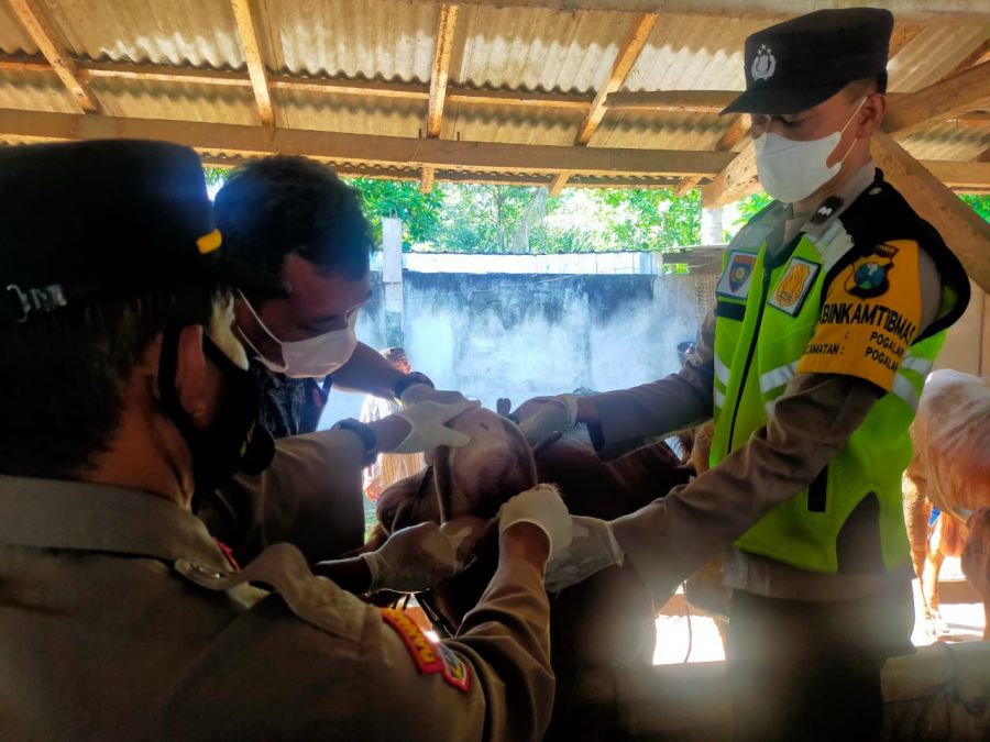Polres Trenggalek Lakukan Pengecekan Penyakit Mulut dan Kuku Pada Hewan Ternak